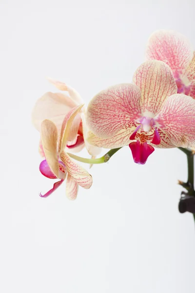 Orchidea, isolata su bianco — Foto Stock