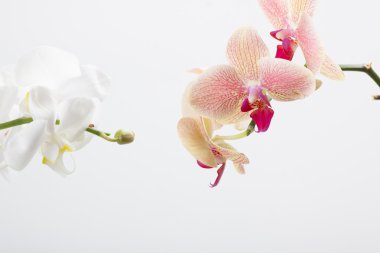 Orkide, beyaz izole