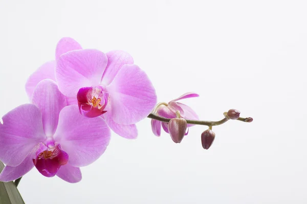 Orchidea, isolata su bianco — Foto Stock