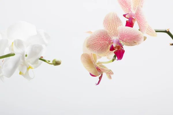 Orchidee, isoliert auf weiß — Stockfoto