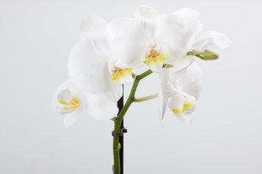 Orkide, beyaz izole