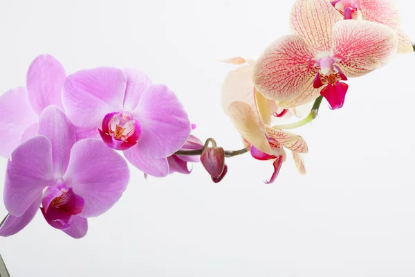 Orquídea, isolada sobre branco — Fotografia de Stock