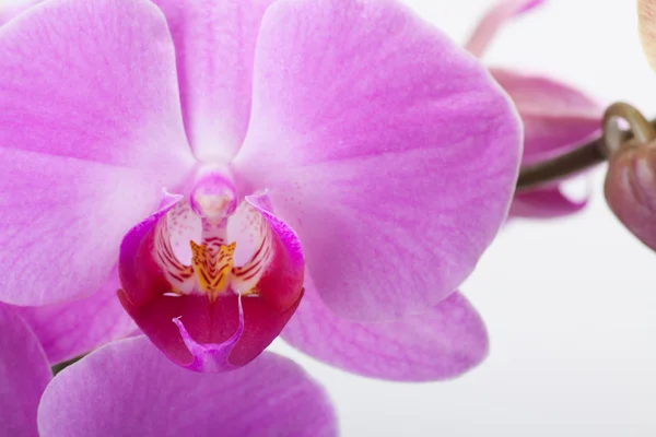 Orquídea, isolada sobre branco — Fotografia de Stock