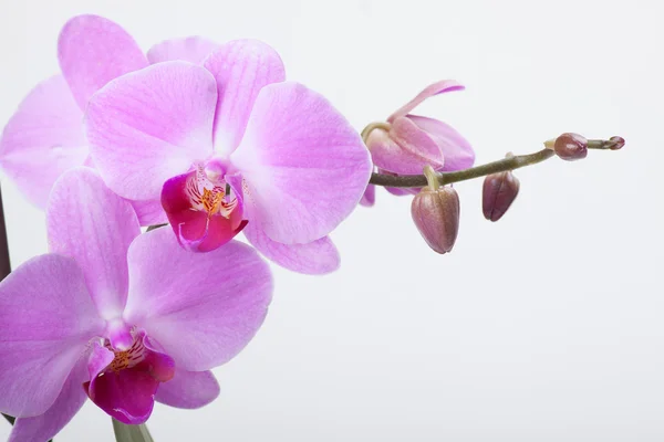 Orquídea, isolada sobre branco — Fotografia de Stock