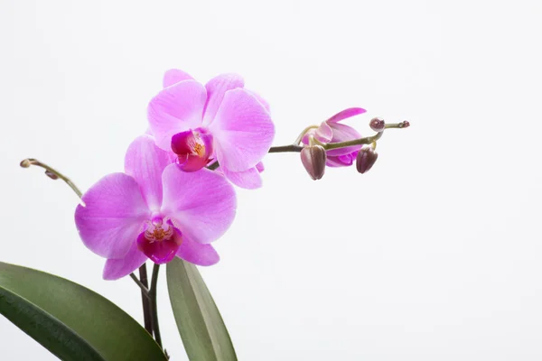 Orchidea, na białym tle — Zdjęcie stockowe