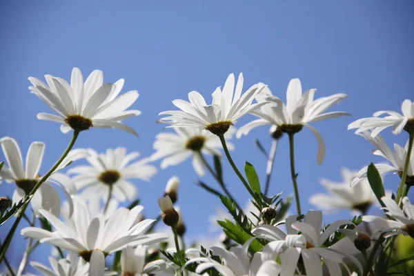 Kamomill, blommor — Stockfoto