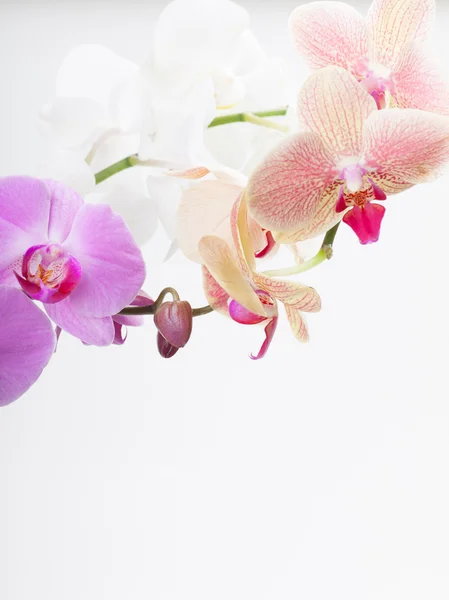 Orchid, isolated on white — Stock Photo, Image