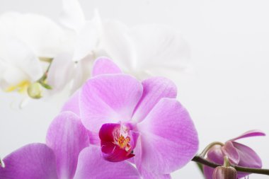 Orkide, beyaz izole