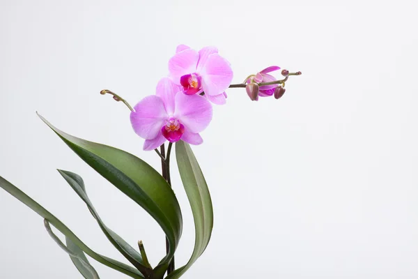 Orchidea, isolata su bianco — Foto Stock