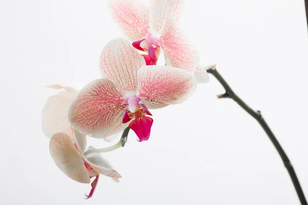 Orchidea, isolata su bianco — Foto Stock