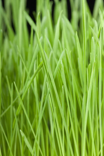 Färskt grönt gräs bakgrund — Stockfoto