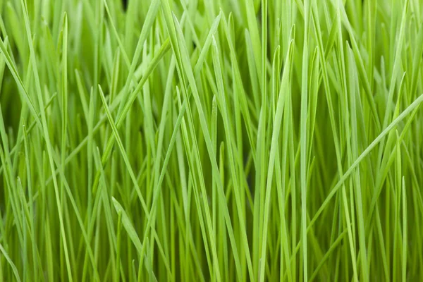 Verse groene gras achtergrond — Stockfoto