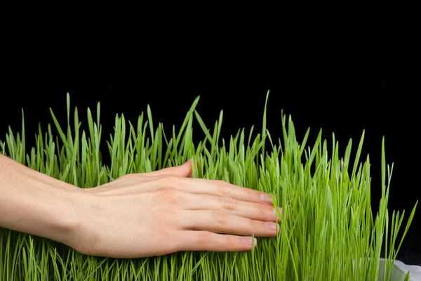 Mão acima da grama verde — Fotografia de Stock