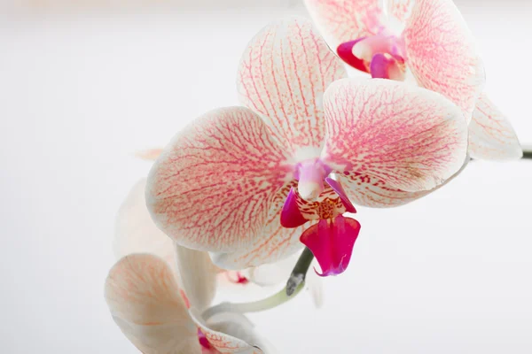 Orkide, beyaz izole — Stok fotoğraf