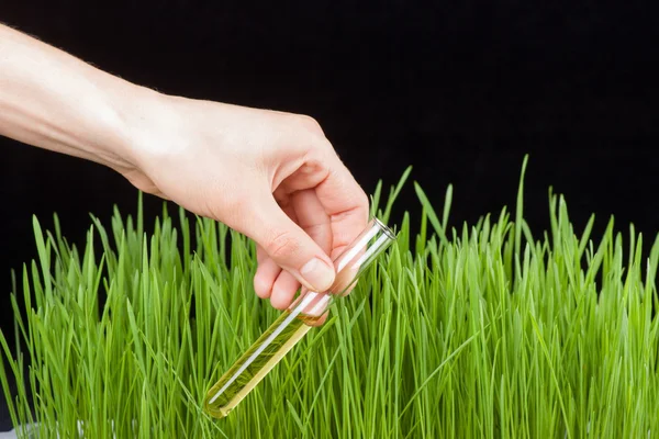 Main avec une éprouvette et de l'herbe. Engrais — Photo
