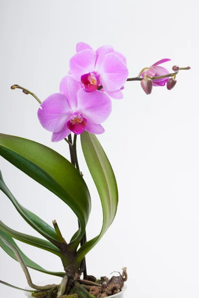 Orchidea, elszigetelt fehér — Stock Fotó