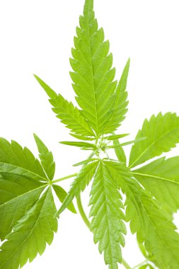 Kenevir bitki, beyaz arka plan üzerinde marihuana