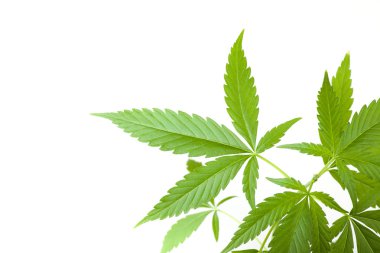 Kenevir bitki, beyaz arka plan üzerinde marihuana