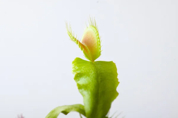 捕蝇草植物，白色衬底上分离 — 图库照片