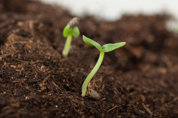 Young green sprouts — Stock Photo, Image