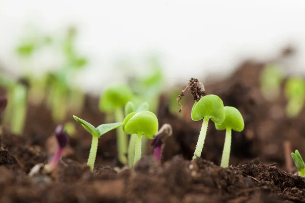 Young green sprouts — Stock Photo, Image
