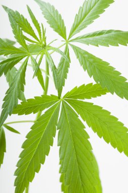 Kenevir bitki, beyaz arka plan üzerinde marihuana