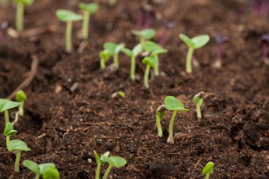 Genç yeşil lahanası