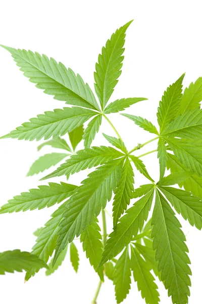 Pianta da cannabis, marijuana su sfondo bianco — Foto Stock