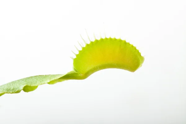 Venus flytrap plant, isolated on white — Stock Photo, Image
