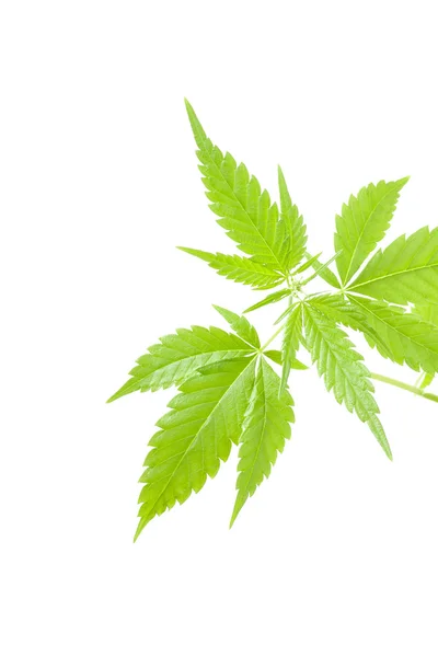 大麻植物、白い背景の上のマリファナ — ストック写真