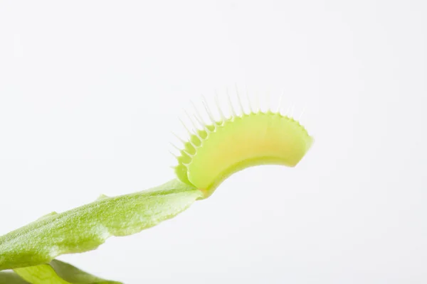 Venus flytrap plant, isolated on white — Zdjęcie stockowe