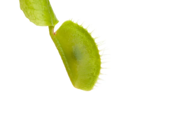 Venere flytrap pianta, isolata su bianco — Foto Stock