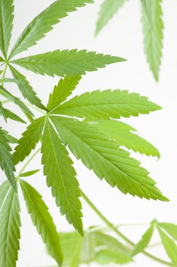 Kenevir bitki, beyaz arka plan üzerinde marihuana