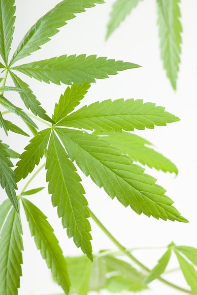 Cannabispflanze, Marihuana auf weißem Hintergrund — Stockfoto