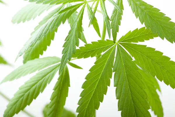 Cannabispflanze, Marihuana auf weißem Hintergrund — Stockfoto