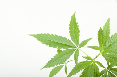 Kenevir bitki, beyaz arka plan üzerinde marihuana