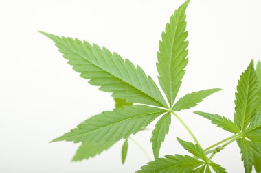 Kenevir bitki, beyaz arka plan üzerinde marihuana