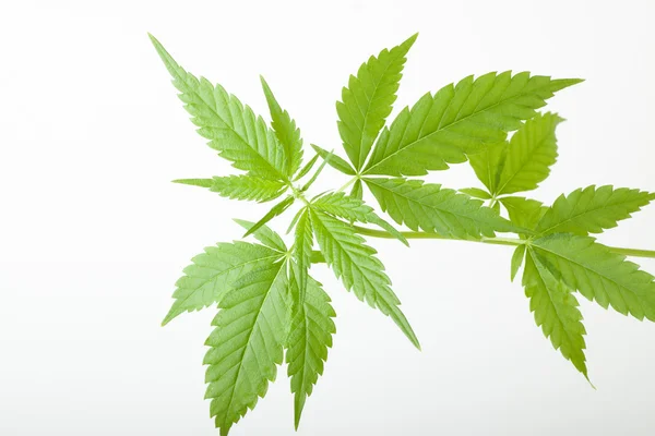 Wietplant, marihuana op witte achtergrond — Stockfoto