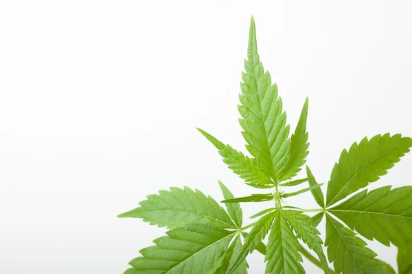 Plante de cannabis, marijuana sur fond blanc — Photo
