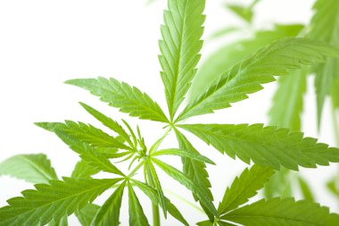 Kenevir bitki, beyaz arka plan üzerinde marihuana