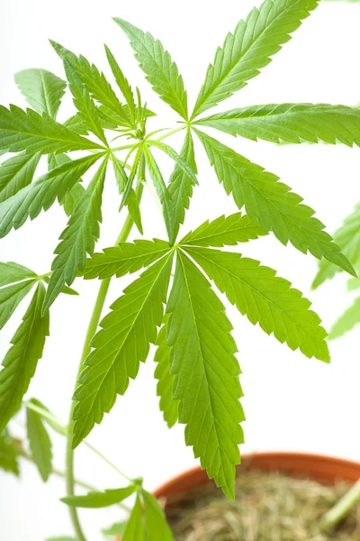 Kenevir bitki, beyaz arka plan üzerinde marihuana