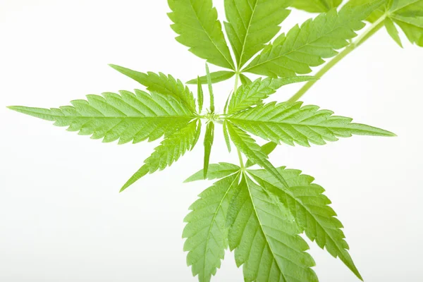 Cannabispflanze, Marihuana auf weißem Hintergrund — Stockfoto