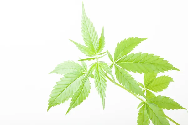 Cannabis tanaman, ganja di latar belakang putih — Stok Foto
