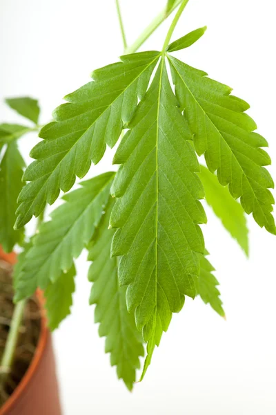 Cannabis plant, marijuana on white background — Stock Photo, Image