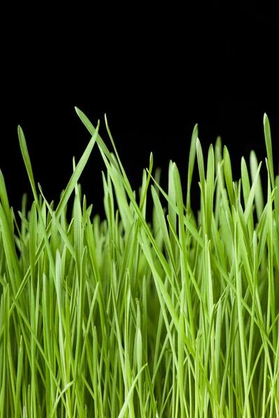 Green grass on black background — Stock Photo, Image