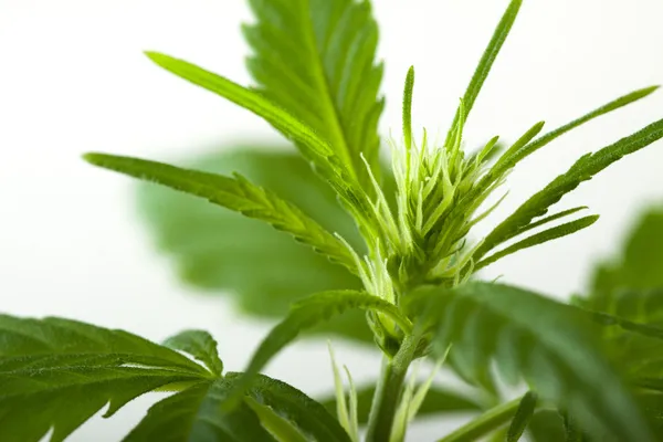 Marijuana bud on white background — Stock Photo, Image