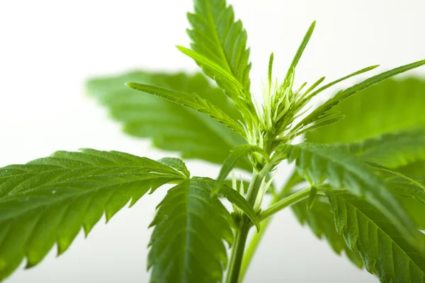 Marijuana bud on white background — Stock Photo, Image