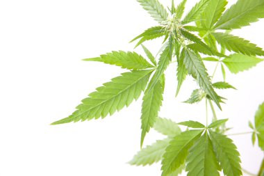 Kenevir bitki, beyaz arka plan üzerinde marihuana
