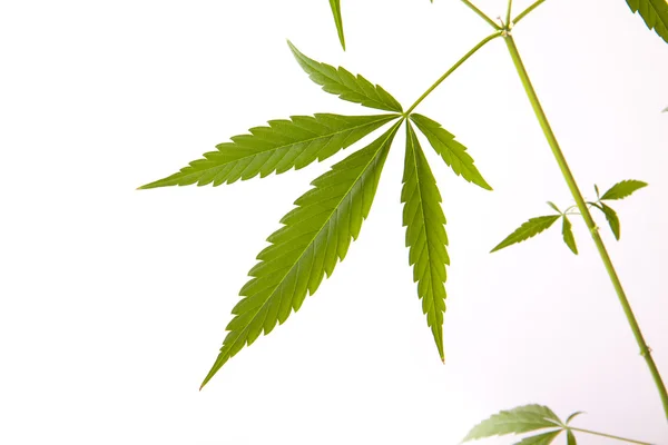 Planta de cannabis, marihuana sobre fondo blanco — Foto de Stock