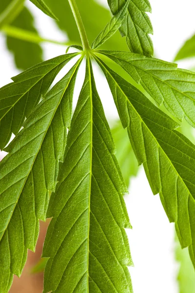 Cannabis plant, marijuana on white background — Stock Photo, Image